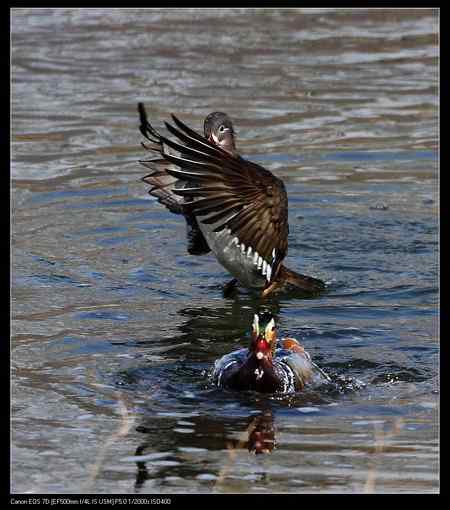 鸳鸯做自由体操