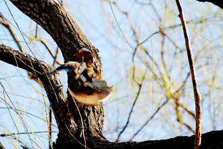 树上的鸳鸯