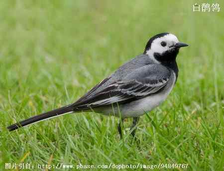 鸟类辨识：白鹡鸰大全