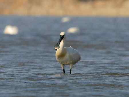 琵琶鹭 摄于科尔沁草原
