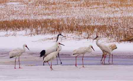 阳春三月莅临盘锦的白鹤