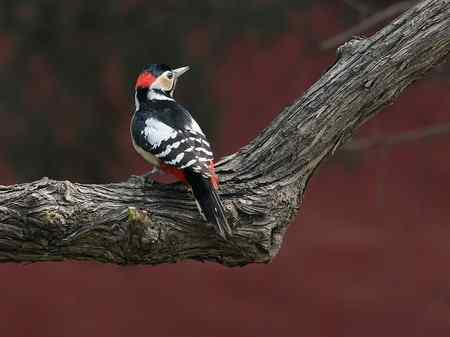 大斑啄木鸟+红嘴蓝鹊