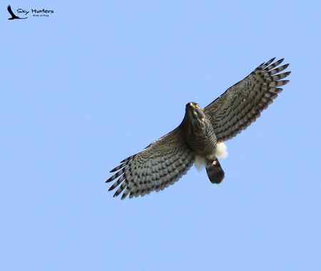 南京的大凤和小鹊（点看大图）