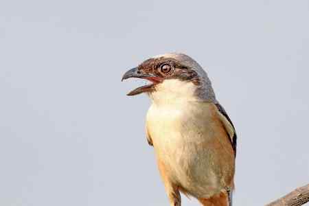 综背伯劳大头贴