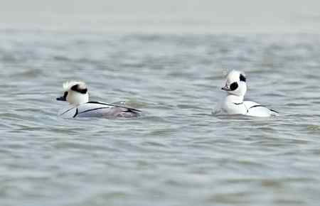 昆明湖中的秋沙鸭