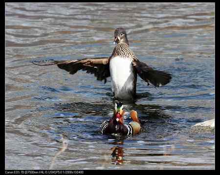 鸳鸯做自由体操