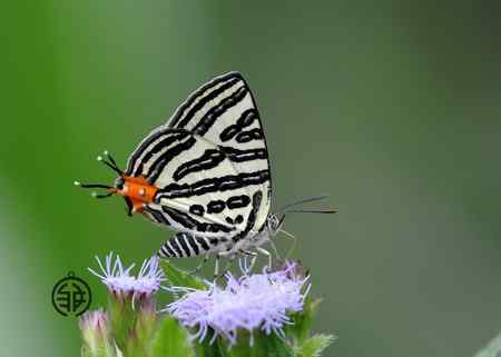 微距镜头前的蝴蝶