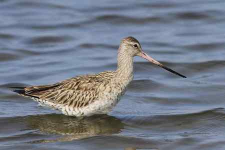 斑尾塍鹬“游泳”