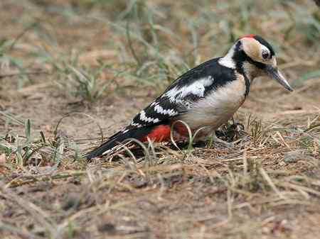 大斑啄木鸟+红嘴蓝鹊