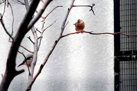 另类视角:北京动物园巨鸟怪鸟愤愤然 另类视角:北京动物园巨鸟怪鸟愤愤然