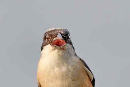 综背伯劳大头贴