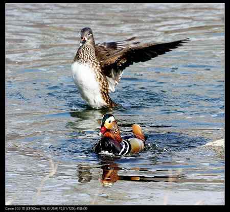 鸳鸯做自由体操