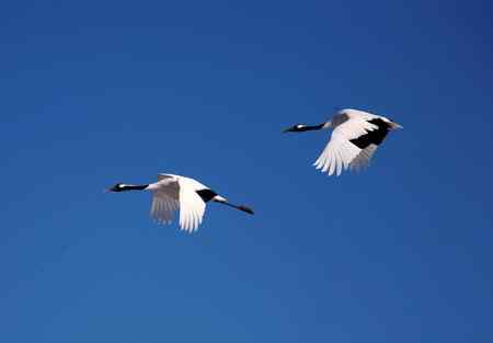 蓝天上飞翔幸福的一对