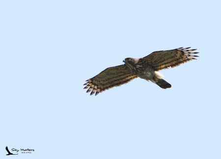 南京的大凤和小鹊（点看大图）