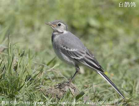 鸟类辨识：白鹡鸰大全