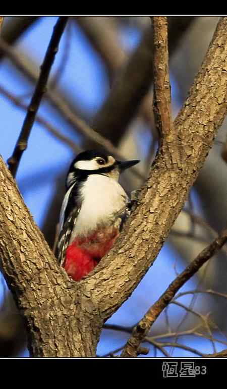 这种“啄木鸟”学名叫什么  请指教