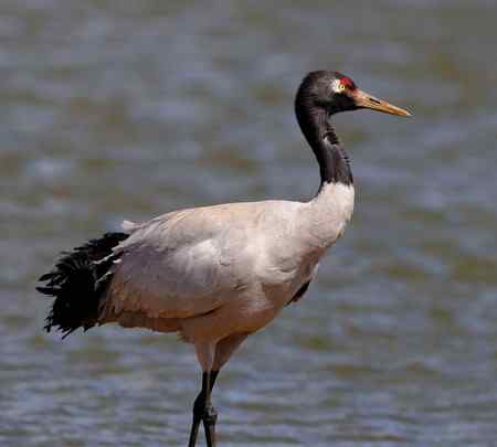 云贵寻鹤行   云南昭通大山包篇