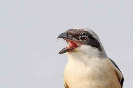 综背伯劳大头贴