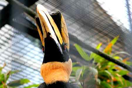 另类视角:北京动物园巨鸟怪鸟愤愤然 另类视角:北京动物园巨鸟怪鸟愤愤然