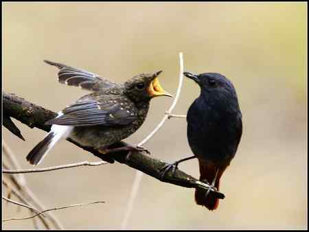 关爱——红尾水鸲