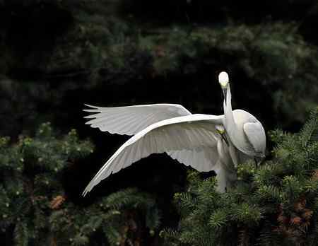 春天的探戈   南昌象山白鹭