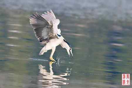 夜鹭鸟儿捕鱼