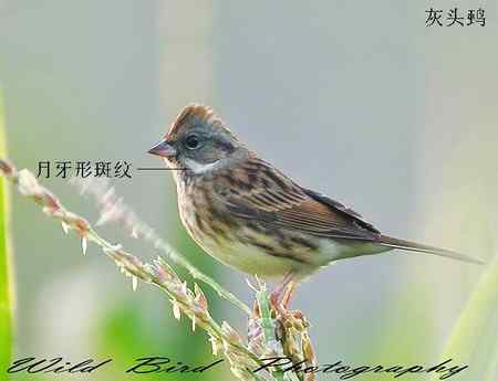 谈谈几种常见的鹀