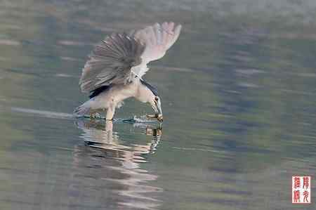 夜鹭鸟儿捕鱼