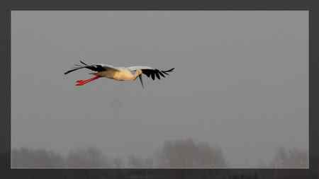 东方白鹳 越来越好看