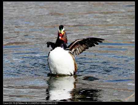 鸳鸯做自由体操
