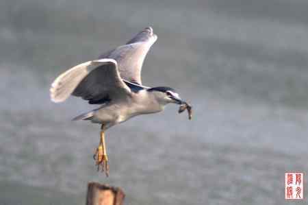 夜鹭鸟儿捕鱼