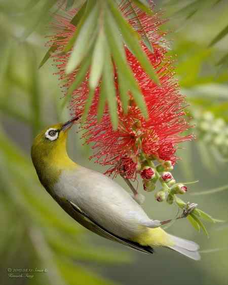 春天: 妳的名字是紅色