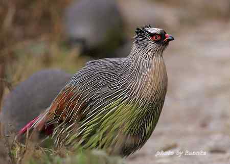 太白山上的血雉