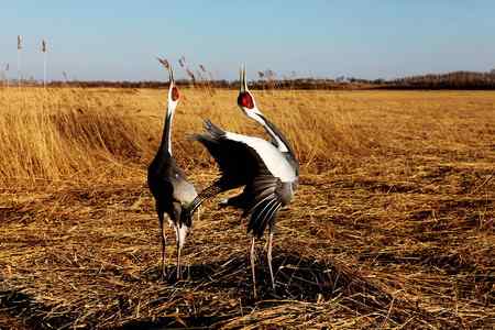 白枕鹤呼唤春意