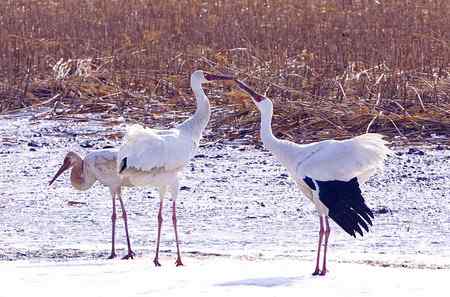 阳春三月莅临盘锦的白鹤