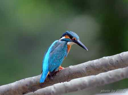 神态专注的小翠