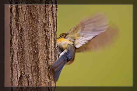 小收获    红胁蓝尾鸲
