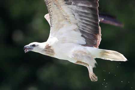 狂野马来西亚 Wild Malysia