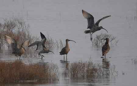鸟运人品好---遭遇水鸟群