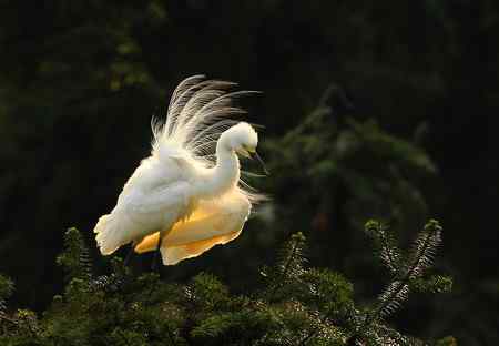 漂亮的繁殖羽，快乐的单身汉