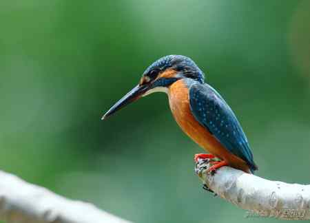 神态专注的小翠