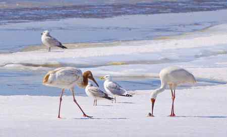阳春三月莅临盘锦的白鹤