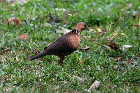 杂片：地上站立的鸟
