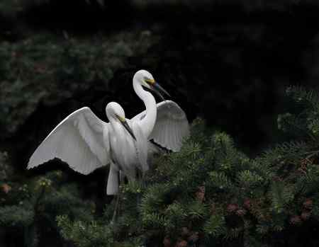 春天的探戈   南昌象山白鹭