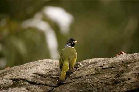 领雀嘴鹎的食姿