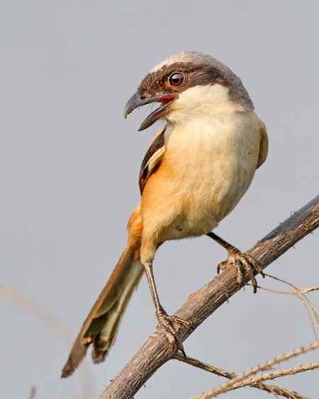 棕背伯劳展风采