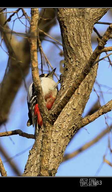 这种“啄木鸟”学名叫什么  请指教