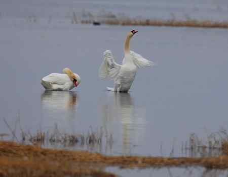 海鹰一号的疣鼻天鹅