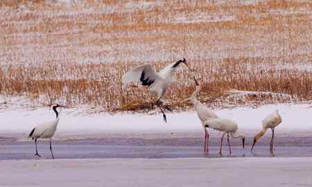 阳春三月莅临盘锦的白鹤
