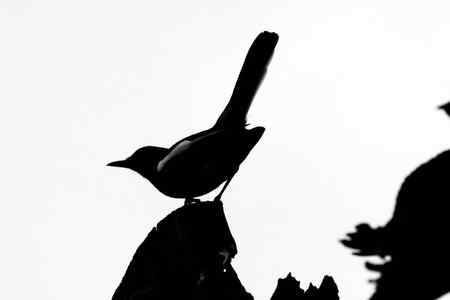 逆光拍摄  鸟的剪影